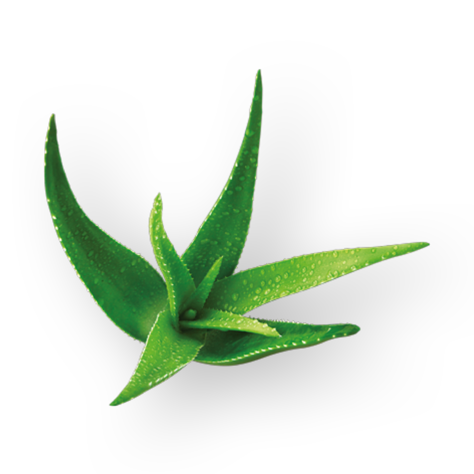 Aloe